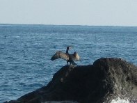 Acque_Grandi - Acque_grandi_Cormorano_20100124 029.jpg